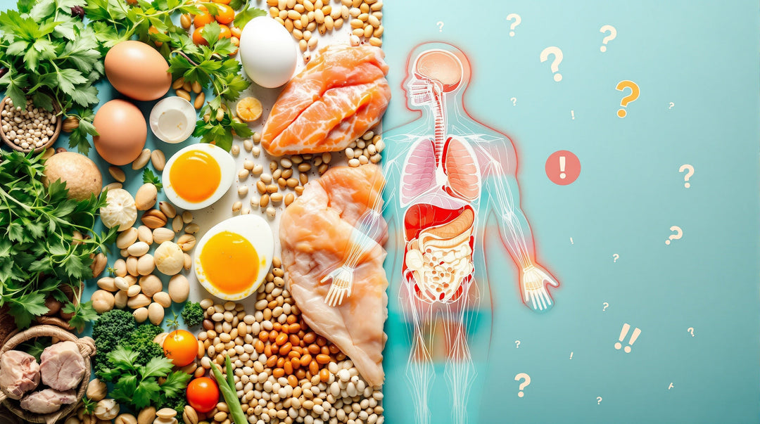 Hyperproteindiät 2025: Was bringt sie wirklich?